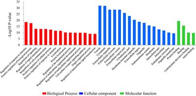 Comparison of the Transcriptome of the Ovine Mammary Gland in Lactating and Non-lactating Small-Tailed Han Sheep